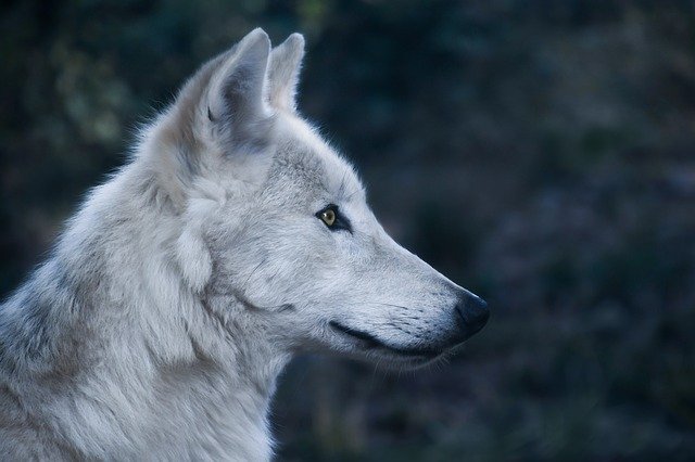 alert wolf